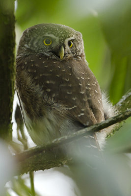 Eurasian Pygmy Owl / Dwerguil