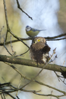Eurasian Pygmy Owl / Dwerguil