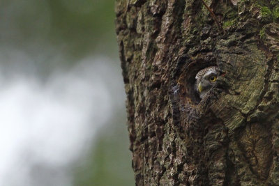 Eurasian Pygmy Owl / Dwerguil