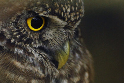 Eurasian Pygmy Owl / Dwerguil