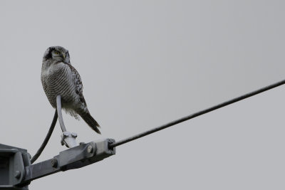 Northern Hawk-Owl / Sperweruil