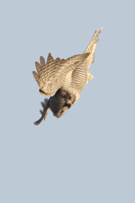 Northern Hawk-Owl / Sperweruil