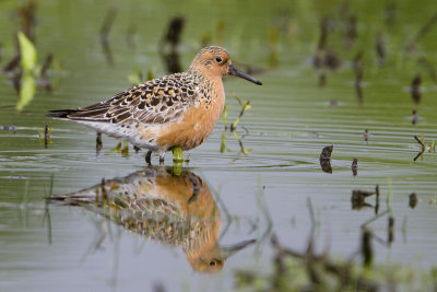 Red Knot / Kanoet