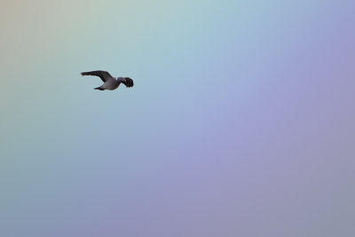 Common Wood Pigeon / Houtduif