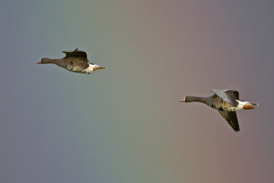 g9/18/1204318/3/162161837.Y1ok3Mps.jpg