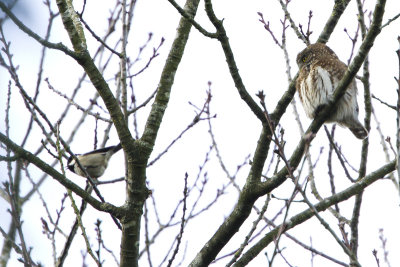 Eurasian Pygmy Owl / Dwerguil