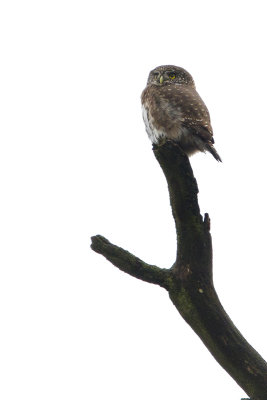 Eurasian Pygmy Owl / Dwerguil