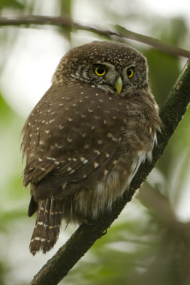 Eurasian Pygmy Owl / Dwerguil