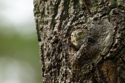 Eurasian Pygmy Owl / Dwerguil
