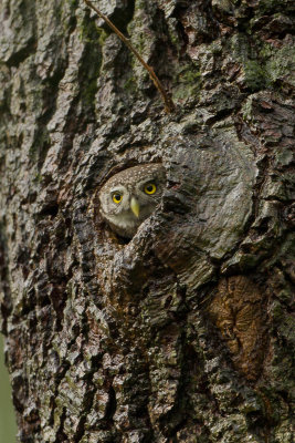 Eurasian Pygmy Owl / Dwerguil