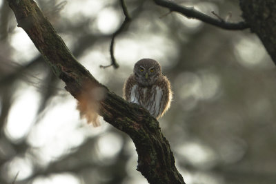Eurasian Pygmy Owl / Dwerguil