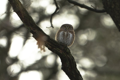 Eurasian Pygmy Owl / Dwerguil