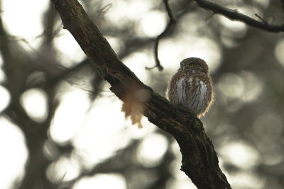 Eurasian Pygmy Owl / Dwerguil
