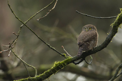Eurasian Pygmy Owl / Dwerguil