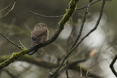 Eurasian Pygmy Owl / Dwerguil