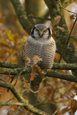 Northern Hawk-Owl / Sperweruil
