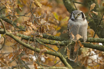 Northern Hawk-Owl / Sperweruil