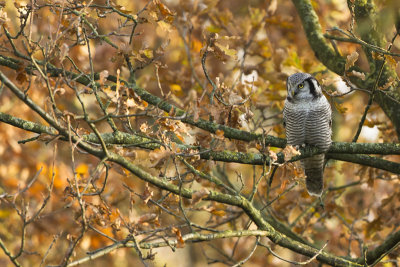 Northern Hawk-Owl / Sperweruil