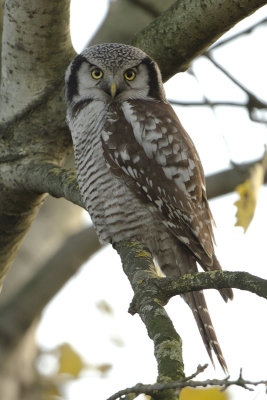 Northern Hawk-Owl / Sperweruil