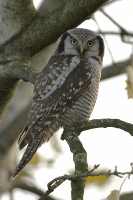 Northern Hawk-Owl / Sperweruil