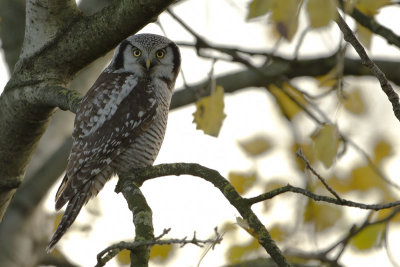Northern Hawk-Owl / Sperweruil
