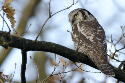 Northern Hawk-Owl / Sperweruil