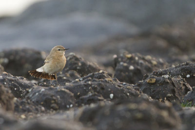 Isabelline Wheatear / Izabeltapuit