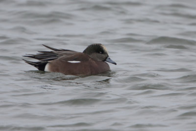 American Wigeon / Amerikaanse Smient