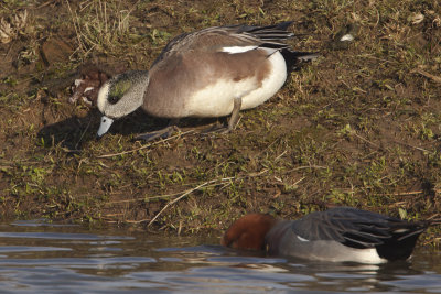 American Wigeon / Amerikaanse Smient