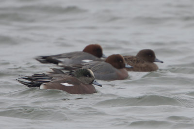 American Wigeon / Amerikaanse Smient