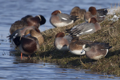 American Wigeon / Amerikaanse Smient