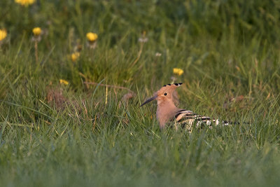 Eurasian Hoopoe / Hop