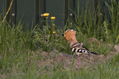 Eurasian Hoopoe / Hop