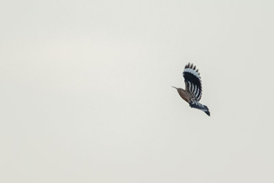 Eurasian Hoopoe / Hop