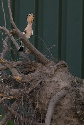 Eurasian Hoopoe / Hop