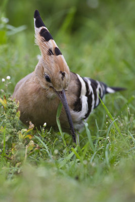 Eurasian Hoopoe / Hop