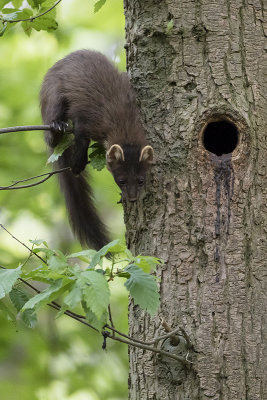 Pine Marten / Boommarter