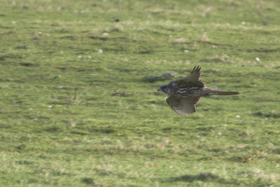 Gyrfalcon / Giervalk