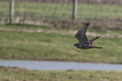 Gyrfalcon / Giervalk