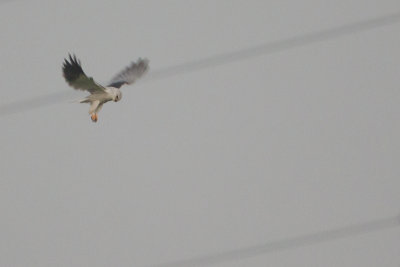 Black-winged Kite / Grijze Wouw