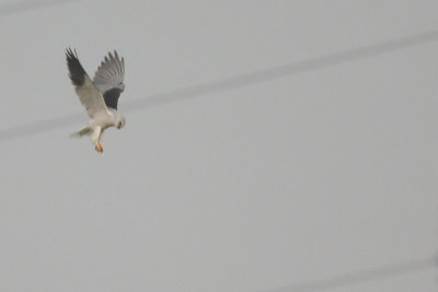 Black-winged Kite / Grijze Wouw