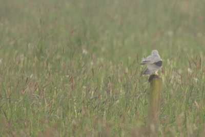 Black-winged Kite / Grijze Wouw