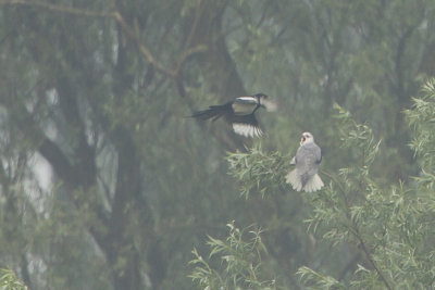 Black-winged Kite / Grijze Wouw