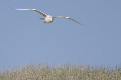Glaucous Gull / Grote Burgemeester