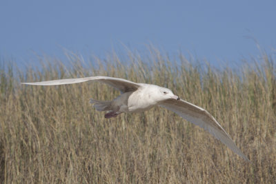 Glaucous Gull / Grote Burgemeester