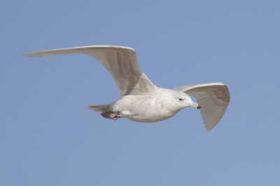 Glaucous Gull / Grote Burgemeester