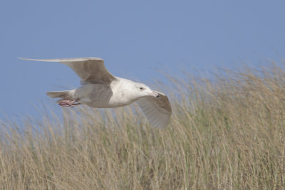 Glaucous Gull / Grote Burgemeester