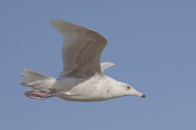 Glaucous Gull / Grote Burgemeester