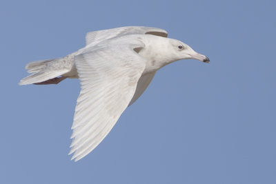 Glaucous Gull / Grote Burgemeester