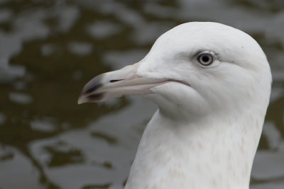 Glaucous Gull / Grote Burgemeester